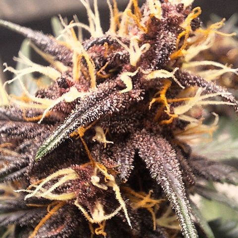 Fastbuds 8️⃣ growlog timeline photo