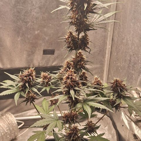Fastbuds 8️⃣ growlog timeline photo