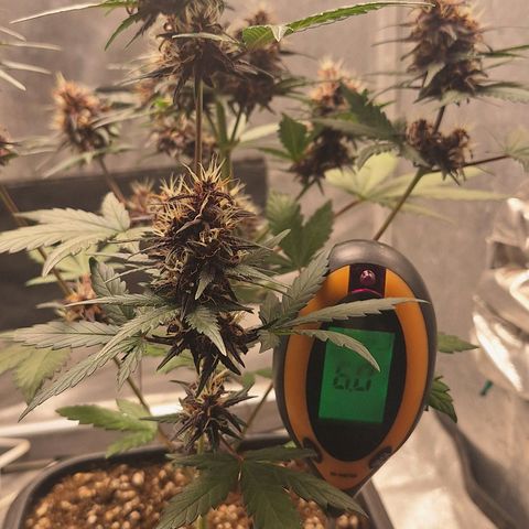 Fastbuds 8️⃣ growlog timeline photo
