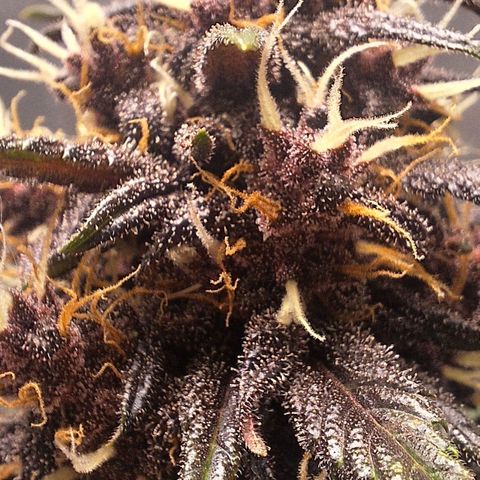 Fastbuds 8️⃣ growlog timeline photo