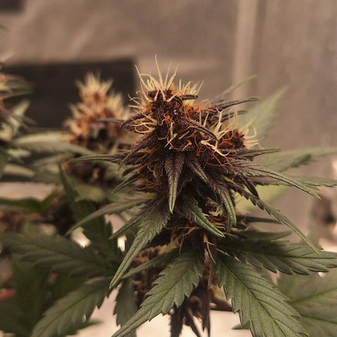 Fastbuds 8️⃣ growlog timeline photo