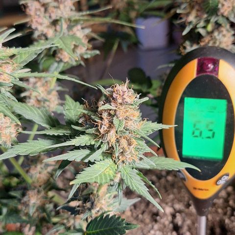 Fast Buds Mix Pack5️⃣ growlog timeline photo