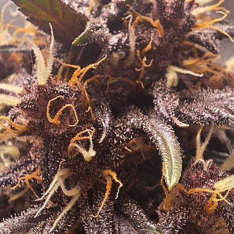 Fastbuds 8️⃣ growlog timeline photo