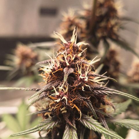Fastbuds 8️⃣ growlog timeline photo