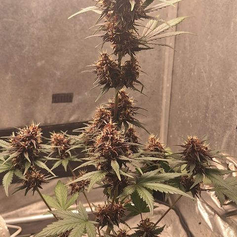 Fastbuds 8️⃣ growlog timeline photo