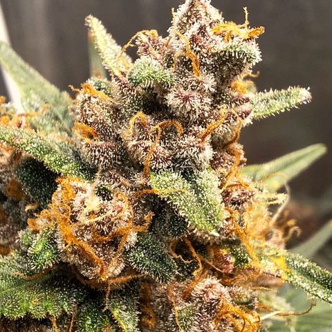 Fast Buds Mix Pack5️⃣ growlog timeline photo