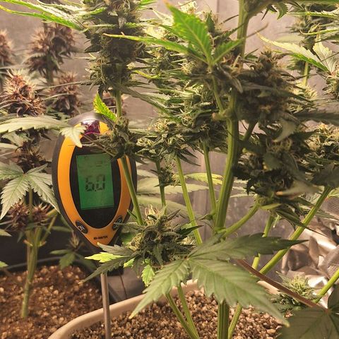 FastBuds 7️⃣ growlog timeline photo
