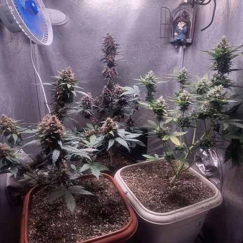 FastBuds 7️⃣ growlog timeline photo
