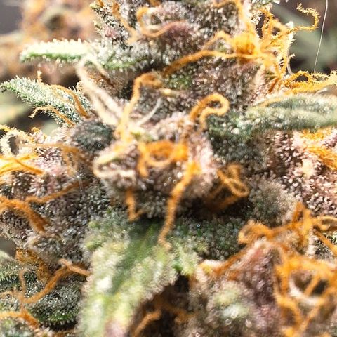 Fast Buds Mix Pack5️⃣ growlog timeline photo