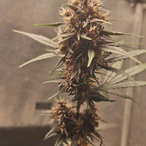 Fastbuds 8️⃣ growlog timeline photo