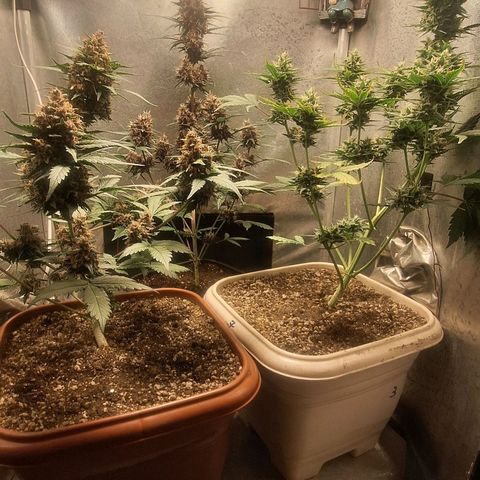 FastBuds 7️⃣ growlog timeline photo