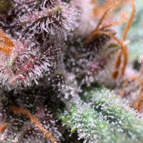 Fast Buds Mix Pack5️⃣ growlog timeline photo