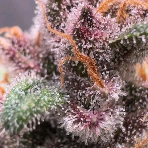 Fast Buds Mix Pack5️⃣ growlog timeline photo