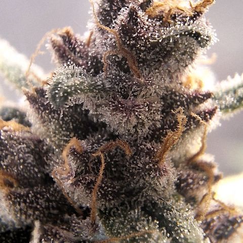 Fast Buds Mix Pack5️⃣ growlog timeline photo