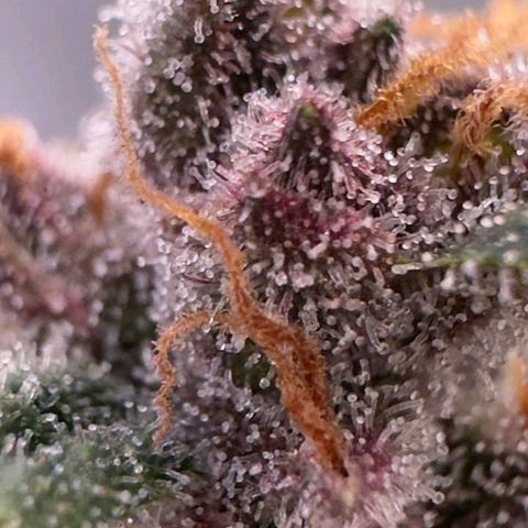 Fast Buds Mix Pack5️⃣ growlog timeline photo