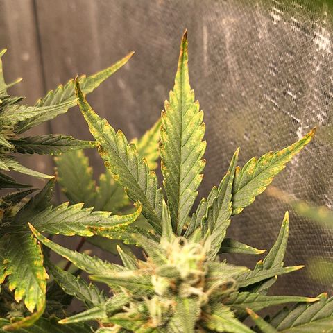 FastBuds 7️⃣ growlog timeline photo