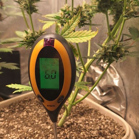 FastBuds 7️⃣ growlog timeline photo