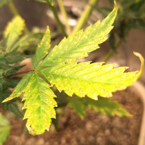 FastBuds 7️⃣ growlog timeline photo