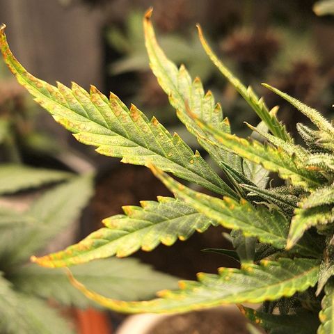 FastBuds 7️⃣ growlog timeline photo