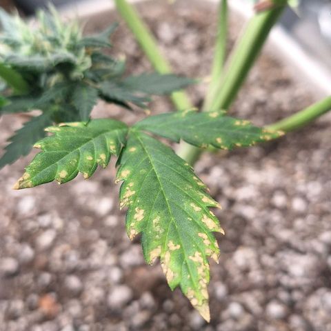 FastBuds 7️⃣ growlog timeline photo