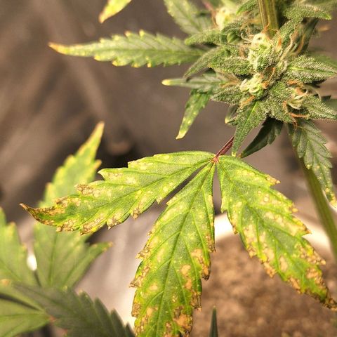 FastBuds 7️⃣ growlog timeline photo