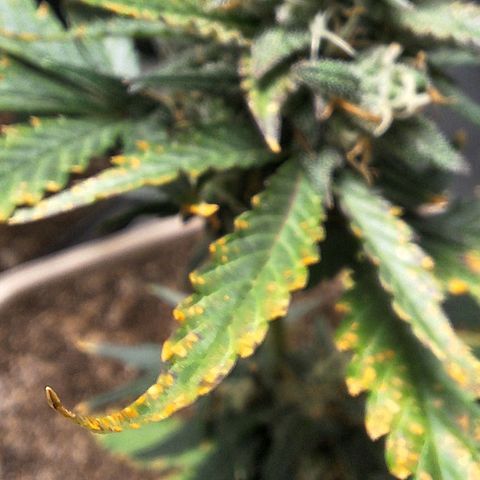 FastBuds 7️⃣ growlog timeline photo