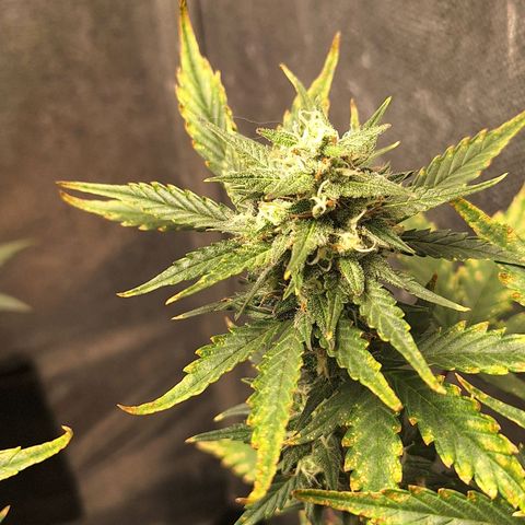 FastBuds 7️⃣ growlog timeline photo