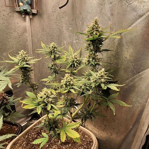 FastBuds 7️⃣ growlog timeline photo