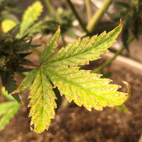 FastBuds 7️⃣ growlog timeline photo