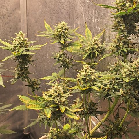 FastBuds 7️⃣ growlog timeline photo