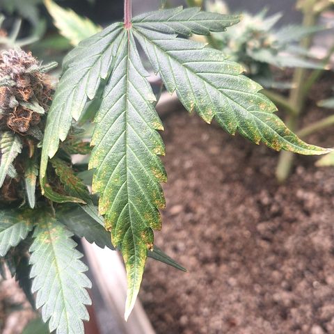 FastBuds 7️⃣ growlog timeline photo