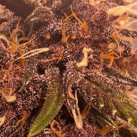 Fastbuds 8️⃣ growlog timeline photo