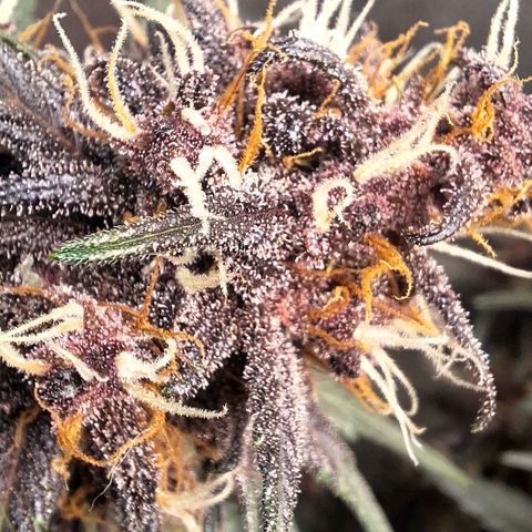 Fastbuds 8️⃣ growlog timeline photo