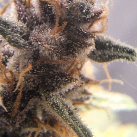 Fastbuds 8️⃣ growlog timeline photo