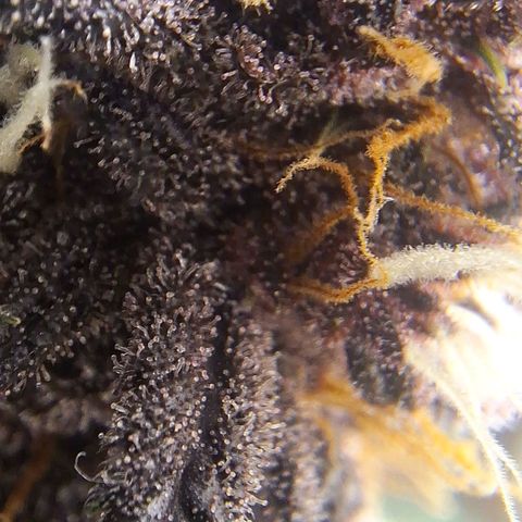 Fastbuds 8️⃣ growlog timeline photo