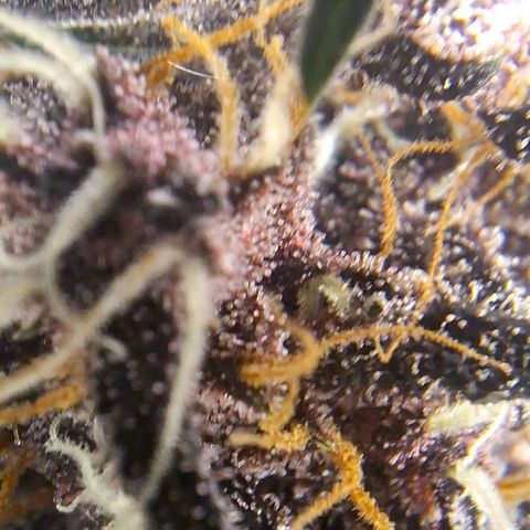 Fastbuds 8️⃣ growlog timeline photo