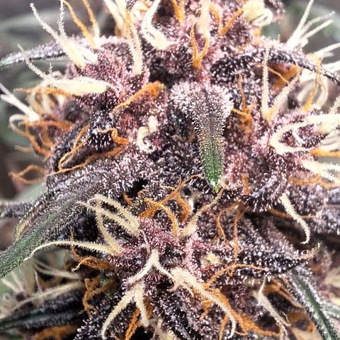 Fastbuds 8️⃣ growlog timeline photo