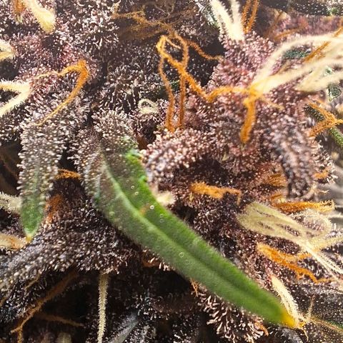 Fastbuds 8️⃣ growlog timeline photo