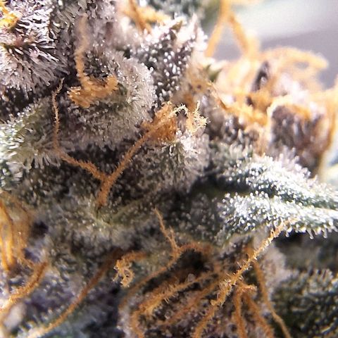 Fast Buds Mix Pack5️⃣ growlog timeline photo