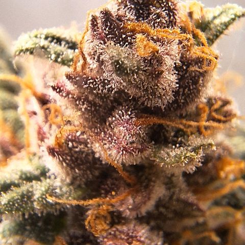 Fast Buds Mix Pack5️⃣ growlog timeline photo