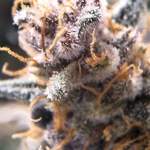 Fast Buds Mix Pack5️⃣ growlog timeline photo