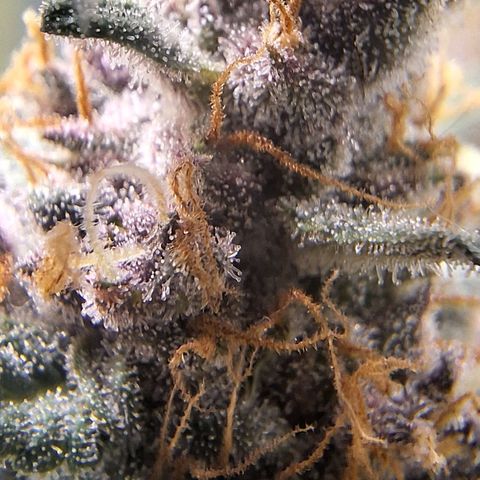 Fast Buds Mix Pack5️⃣ growlog timeline photo
