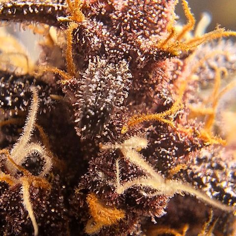 Fastbuds 8️⃣ growlog timeline photo