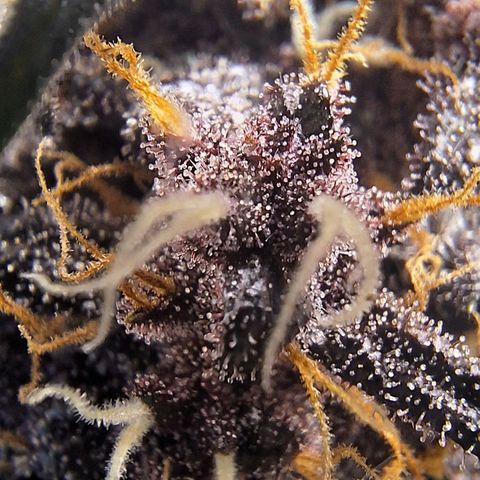 Fastbuds 8️⃣ growlog timeline photo