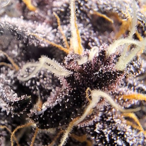 Fastbuds 8️⃣ growlog timeline photo