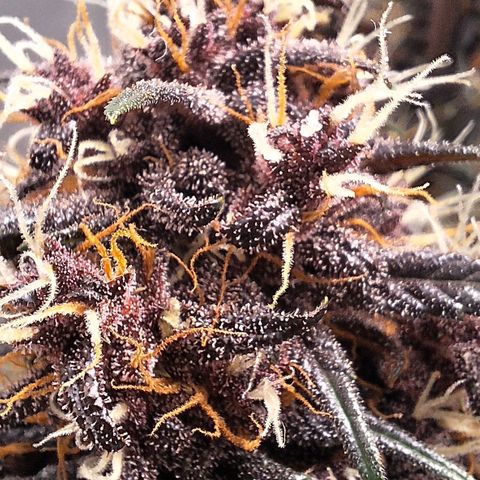 Fastbuds 8️⃣ growlog timeline photo