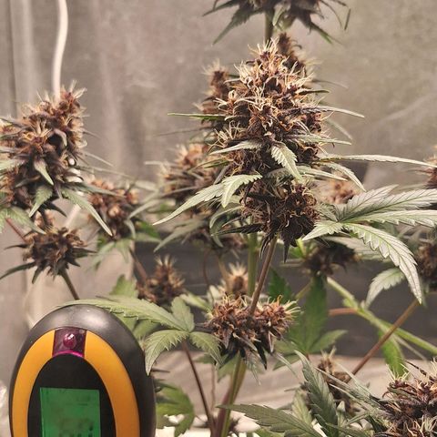 Fastbuds 8️⃣ growlog timeline photo