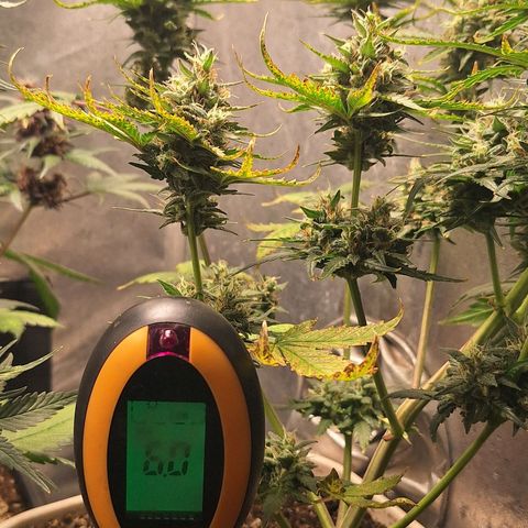 FastBuds 7️⃣ growlog timeline photo