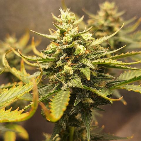 FastBuds 7️⃣ growlog timeline photo
