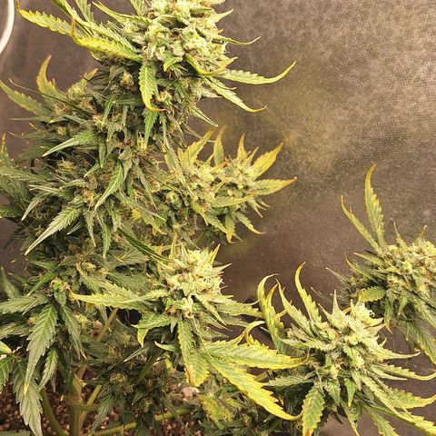 FastBuds 7️⃣ growlog timeline photo
